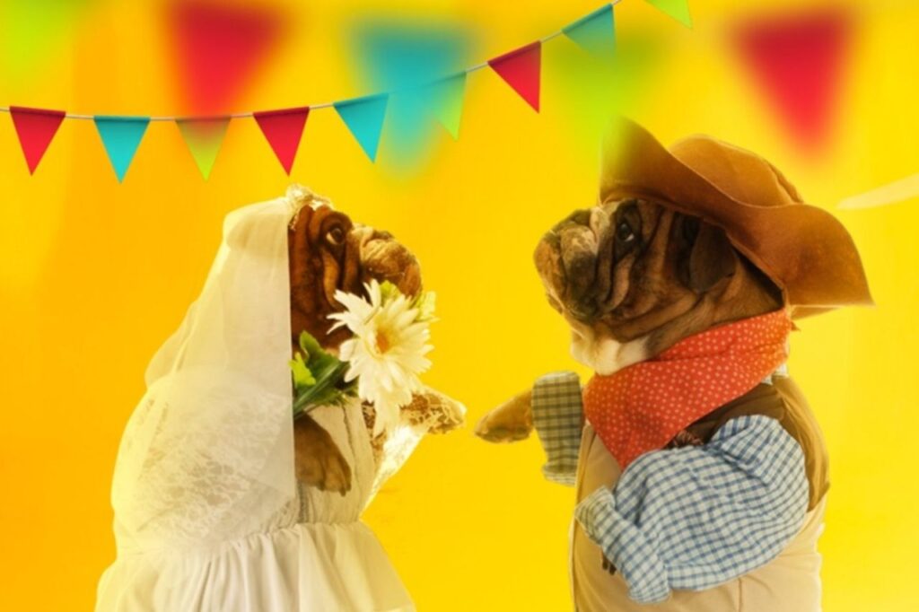 5 cuidados com os animais de estimação nas festas juninas